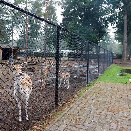 Glamping Safaritent 4 Vessem