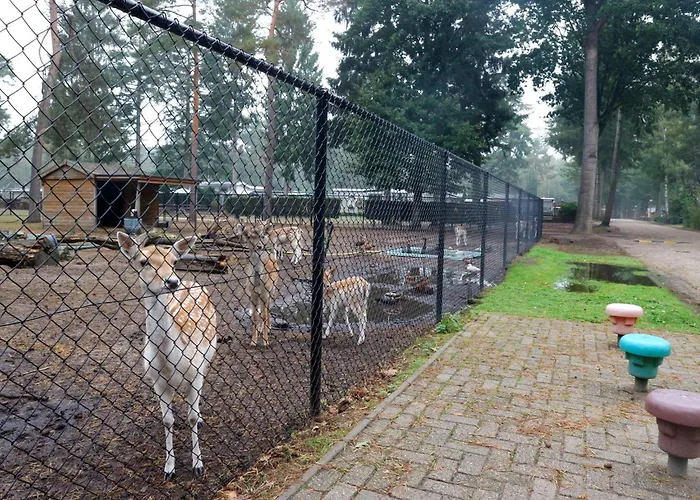 Glamping Safaritent 4 Vessem